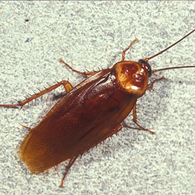 cockroach control dammam