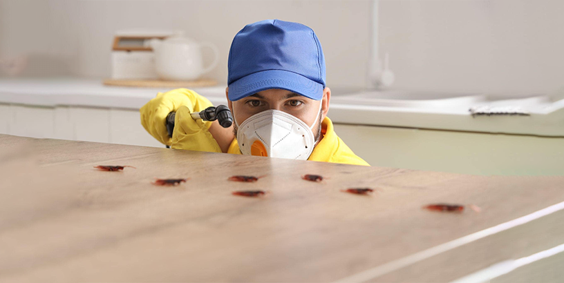 Importance of Pest Control Service 