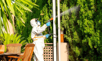 Can Pest Control Get Rid of Rodents?