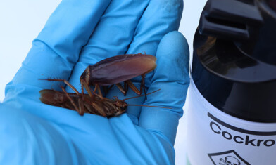 What Are the Signs I Need an Exterminator?