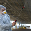 Professional Pest Control Services in Jubail