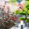 Professional Pest Control Services in Al Qatif