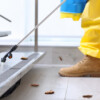 Professional Pest Control Services in Al Ahsa