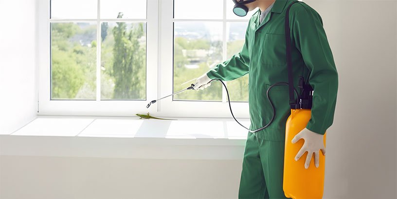 How to Remove Lizards from Home: Tips, Home Remedies, and Professional Solutions