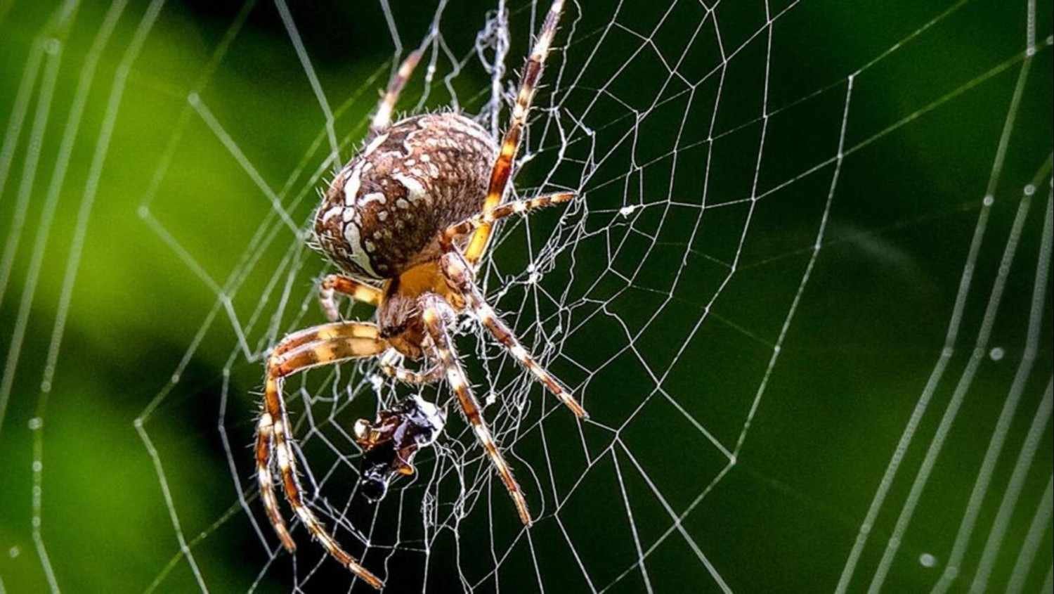How to Remove Spiders from Home and Office – Expert Pest Control Tips