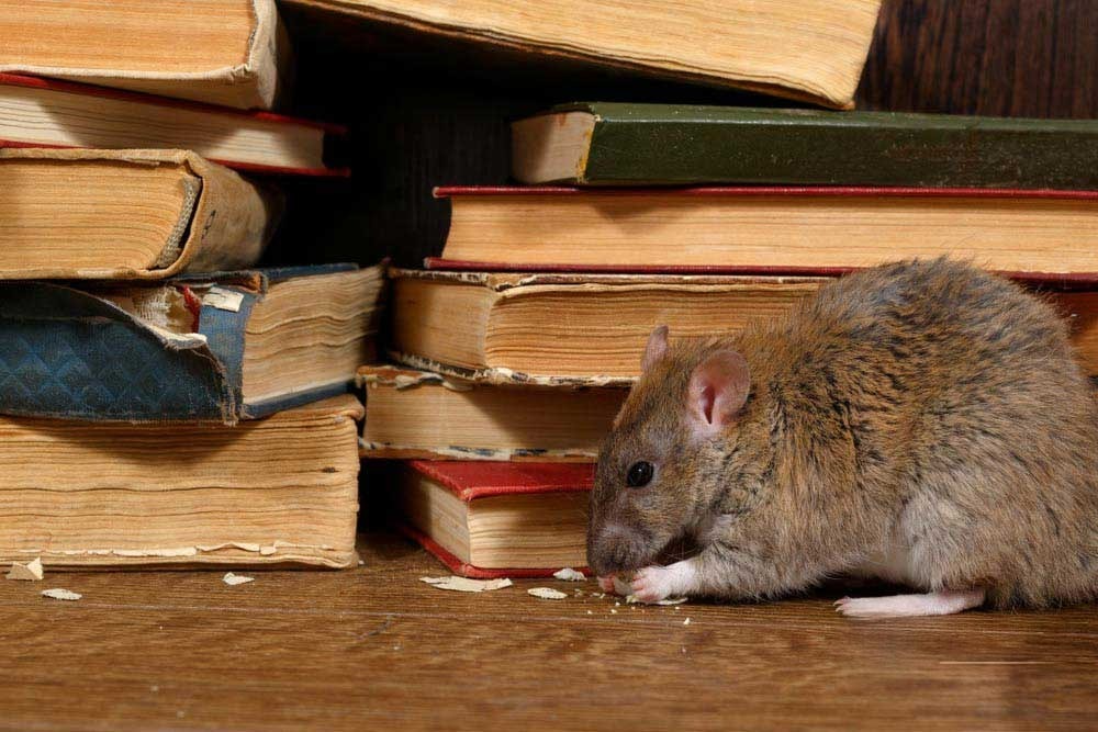 How Do Professionals Get Rid of Rodents?