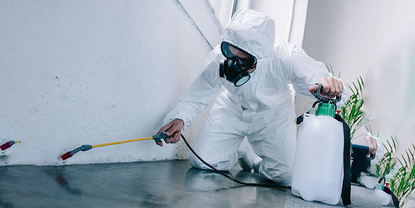 What Is Pest Control and What Are the Stages?