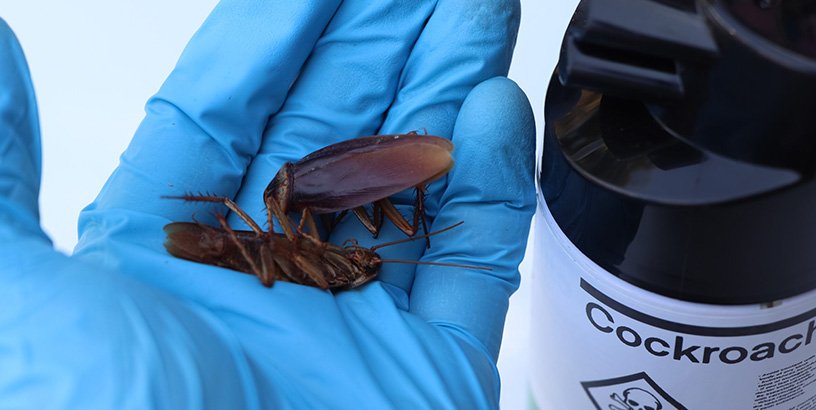 What Are the Signs I Need an Exterminator?