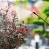 Professional Pest Control Services in Al Qatif
